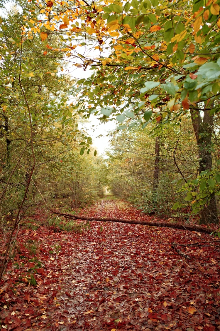 Zand en regen daar kunnen remblokken niet tegen