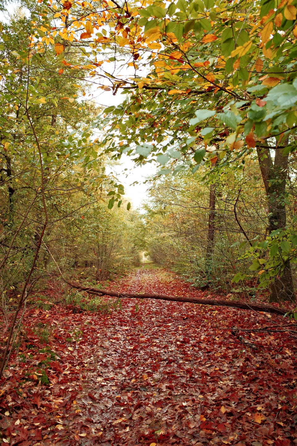 Zand en regen daar kunnen remblokken niet tegen